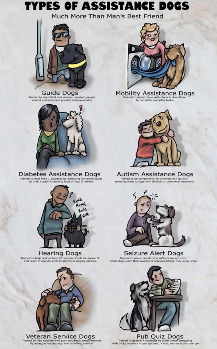 Eight types of assistance dogs